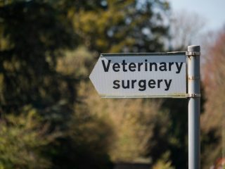 Veterinary Surgery 