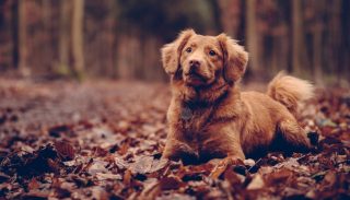 Autumn essentials for your dog