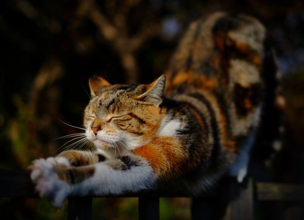 A tortoiseshell cat sitting in a pile of autumn leaves