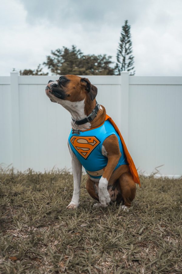 dog in a superman costume for halloween