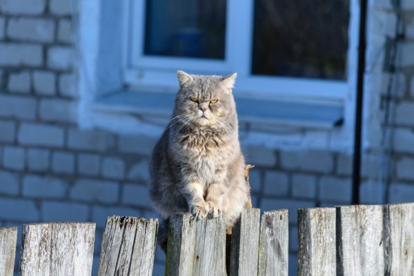 an entire tom cat sitting on a fence. 