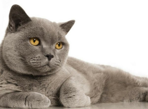 Shorthair Cat Breeds