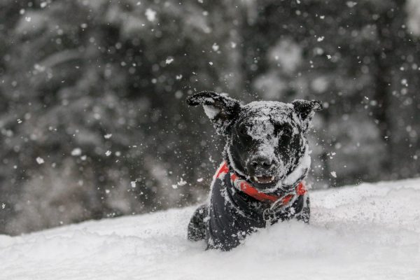 Top tips for helping your pets through the winter freeze
