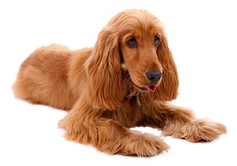 A Guide to the Cocker Spaniel