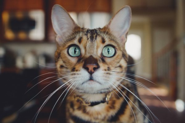 A Guide to the Bengal Cat