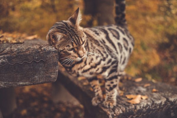 A Guide to the Bengal Cat