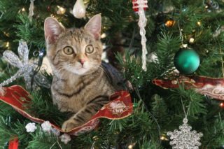 Christmas pet hazards