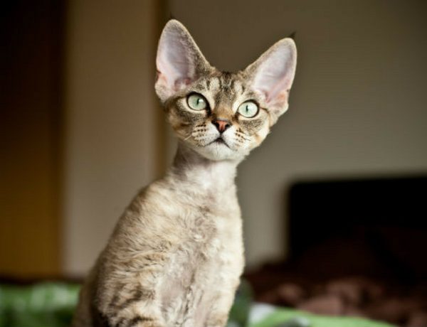 A guide to the Devon Rex Cat