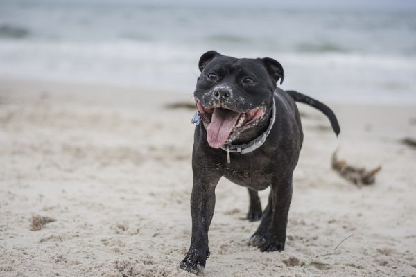 A Guide to the Staffordshire Bull Terrier