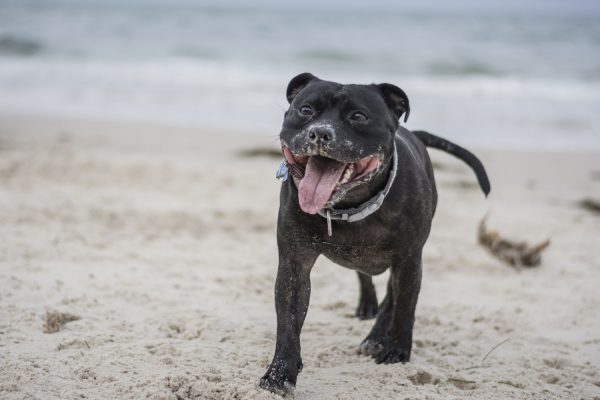 are staffordshire bull terriers intelligent