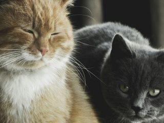 Tips for introducing a second cat into your home.