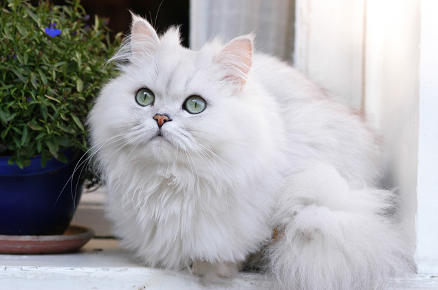 Chinchilla persian cattery clearance