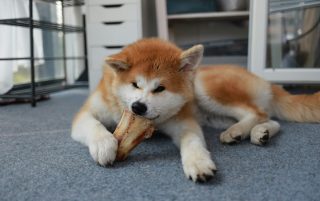 Dog eating a Bone 