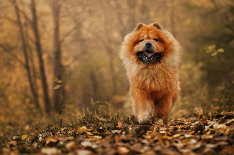 Autumn Tips for Happy Pets