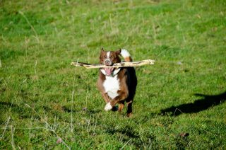 Should I Throw a Stick for My Dog?