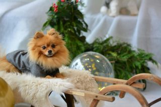 Pet Health Checklist Before the Holidays