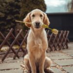 Adopting a Rescue Dog In the UK.