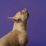 Dog-Friendly Hiking Trails Across the UK