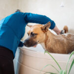 Flea and Tick Prevention for Dogs